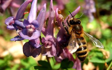 природа, насекомое, цветок, растение, макросъемка, пчела