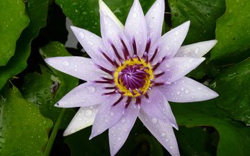 природа, цветок, лепестки, фиолетовый, пруд, кувшинка, водяная лилия