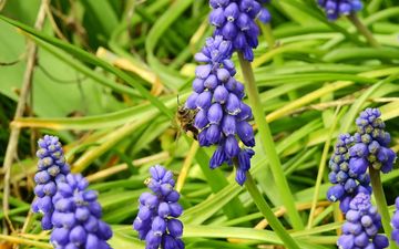 цветы, трава, природа, насекомое, весна, пчела, мускари, виноградный гиацинт