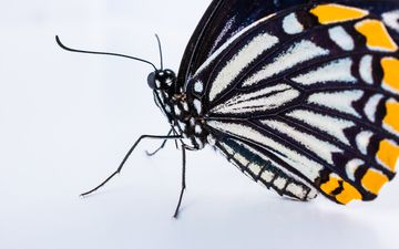 бабочка, крылья, насекомые, белый фон, монарх
