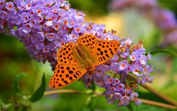 цветы, природа, макро, бабочка, крылья, насекомые, размытость