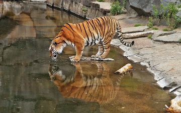тигр, большая кошка, зоопарк