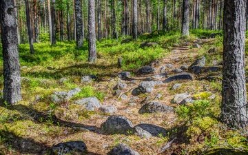трава, деревья, камни, лес, стволы, тропинка, финляндия