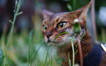 глаза, трава, кот, мордочка, усы, кошка, взгляд