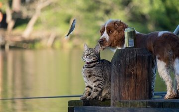 вода, мостик, кошка, собака, рыбка, друзья, рыбалка