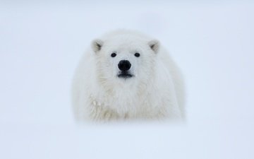 морда, снег, фон, полярный медведь, взгляд, медведь, белый медведь, арктика, полярный