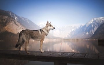 вода, озеро, горы, мост, собака, чехословацкая волчья собака, чехословацкий влчак