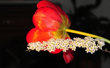 цветение, цветок, красный, весна, тюльпан