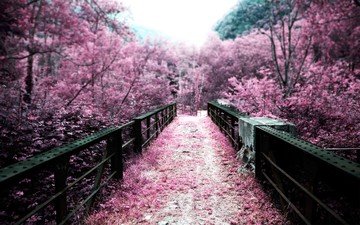 цветы, деревья, природа, цветение, мост, япония, весна, вишня, сакура, в