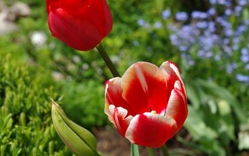 цветы, весна, тюльпаны, красные тюльпаны