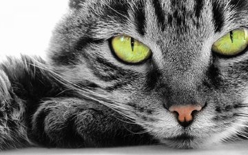 кот, мордочка, усы, кошка, взгляд, зеленые глаза