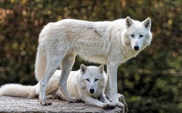 морда, природа, фон, взгляд, белый, профиль, камень, пара, два, волки, боке, полярный, арктический волк