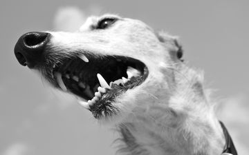 морда, портрет, взгляд, чёрно-белое, собака, зубы, животное, нос, борзая, грейхаунд