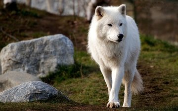 морда, природа, камни, фон, взгляд, белый, холм, волк, полярный, арктический волк