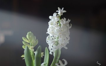 цветок, белый, цветочки, гиацинт