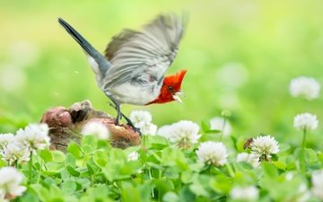 цветы, клевер, полет, птица, гнездо, овсянка, краснохохлая кардиналовая овсянка