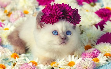 цветы, кот, мордочка, усы, кошка, взгляд, котенок, ромашки, животное, хризантемы