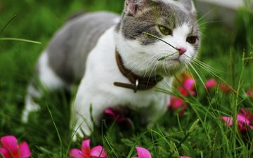 цветы, трава, зелень, кот, мордочка, усы, лето, кошка, взгляд, котенок, ошейник, лужайка
