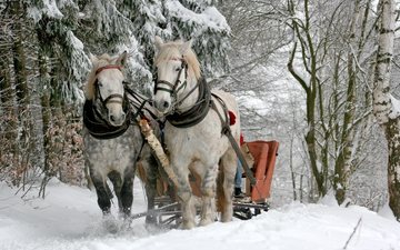деревья, снег, природа, лес, зима, животные, сани, лошади, кони