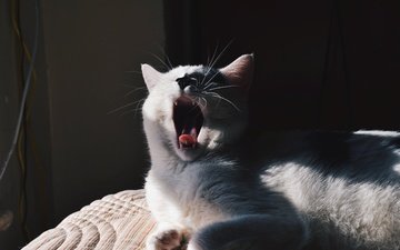 кот, мордочка, усы, кошка, белый, зевает