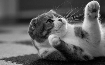кот, кошка, чёрно-белое, лапки, скоттиш-фолд, шотландская вислоухая кошка