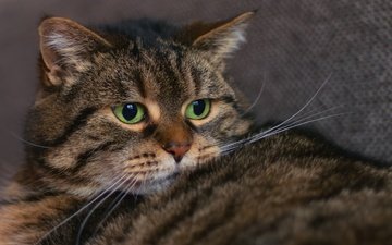 глаза, фон, кот, усы, кошка, взгляд, зеленые глаза