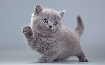 взгляд, котенок, серый, лапки, пушистик, британская кошка