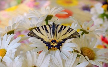 макро, насекомое, бабочка, крылья, ромашки, белые цветы, монарх