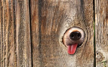 макро, забор, собака, язык, нос