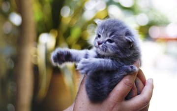 рука, фон, кот, кошка, котенок, маленький, серый, пальцы, малыш, лапки
