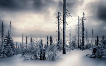 небо, деревья, снег, лес, зима, стволы