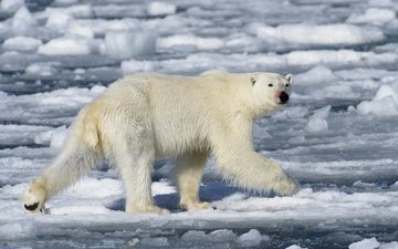 вода, полярный медведь, медведь, лёд, белый медведь, полярные льды