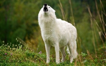 трава, природа, белый, клыки, пасть, волк, вой, арктический волк