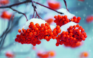 снег, зима, макро, ветки, ягоды, рябина, боке, ikan_leonid