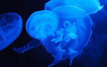 море, свечение, медузы, медуз, подводный мир