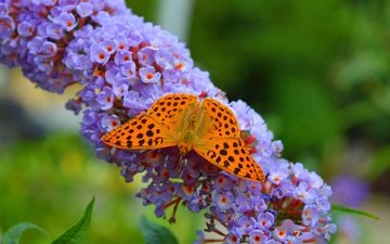 цветы, насекомое, бабочка, крылья, размытость