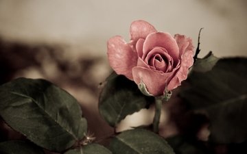 цветок, роза, бутон