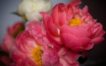 цветы, лепестки, розовые, пионы