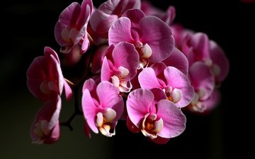 цветы, лепестки, черный фон, орхидея