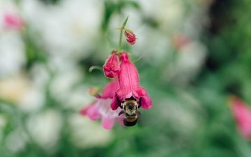 насекомое, цветок, размытость, пчела, шмель