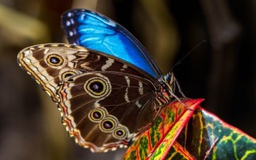 природа, насекомое, бабочка, крылья, мотылек, морфо пелеида