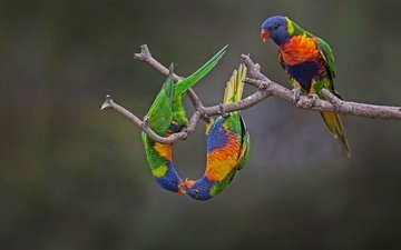 птица, австралия, попугай, радужный лорикет, многоцветный лорикет