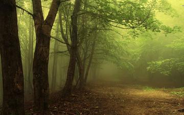 свет, деревья, лес, туман, дорожка, ветки, дымка, чаща