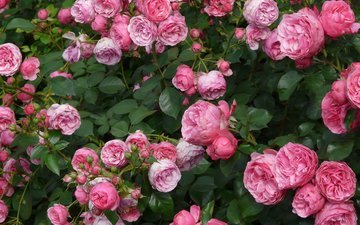 цветы, бутоны, лепестки, розовые, куст, чайная роза