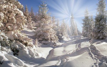 небо, деревья, снег, природа, лес, зима