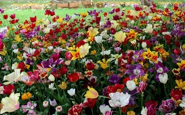 цветы, тюльпаны, нидерланды, голландия, keukenhof