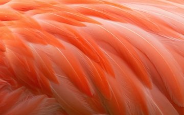 фламинго, перья, перо, перышки