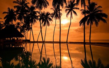 закат, отражение, побережье, пальмы, курорт, гавайи, палмы