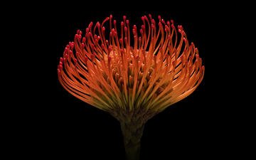 цветок, черный фон, растение, экзотика, protea pincushion., encro vision, protea, протея, экзотка, протея артишоковая, protea pincushion