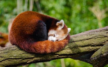 дерево, панда, сон, ствол, красная панда, малая панда